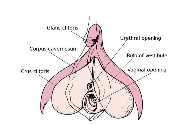 anatomy clitoris